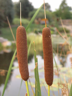 ../images/02_cattails.jpg