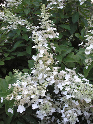 ../images/09_viburnum.jpg