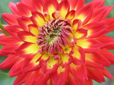 ../images/16_redzinnia.jpg