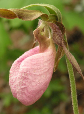 ../images/18_ladyslipper.jpg