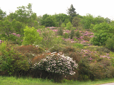 ../images/19_rhododendrons.jpg