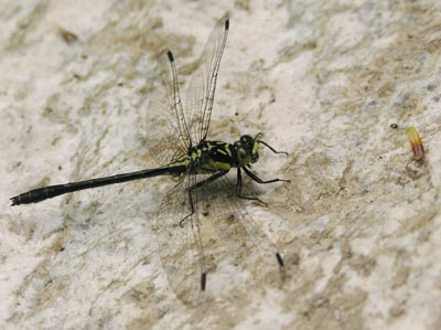 ../images/50_dragonfly.jpg