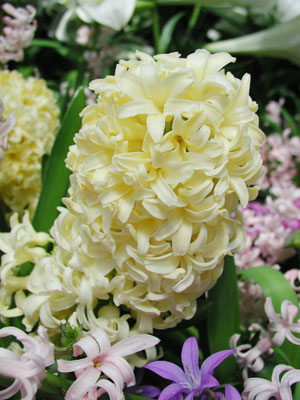 ../images/09_hyacinth.jpg