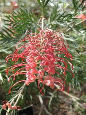 ../images/11_grevillea_hybrid.jpg