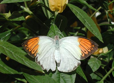 ../images/25_orangetip.jpg