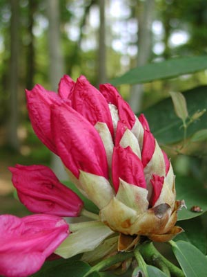 ../images/29_rhododendron.jpg