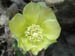 4_cactus_flower