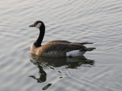 ../images/21_goose.jpg