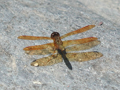 ../images/amber_dragonfly.jpg