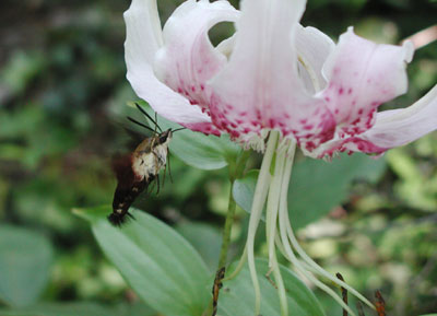 ../images/hummingbird_moth.jpg