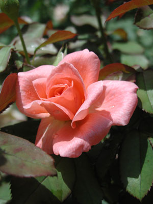 ../images/pink_rose.jpg