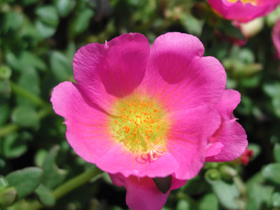 ../images/portulaca.jpg