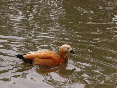 ../images/brown_duck_water.jpg