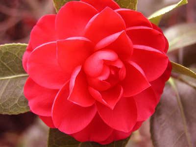 ../images/camellia.jpg