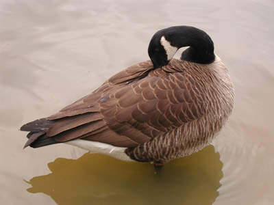 ../images/canadian_goose.jpg