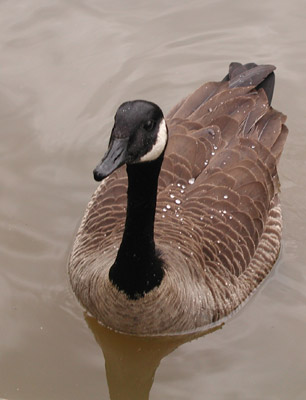 ../images/canadian_goose_water.jpg