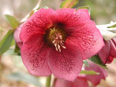 ../images/hellebore.jpg