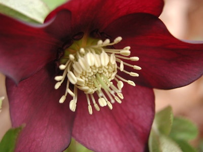 ../images/hellebore_close.jpg