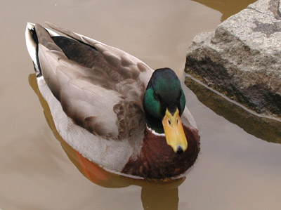 ../images/mallard.jpg