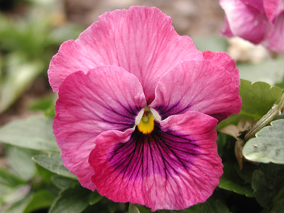 ../images/pink_pansy.jpg