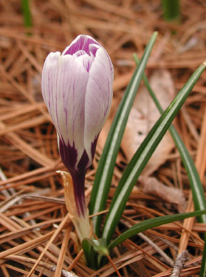 ../images/purple_crocus.jpg