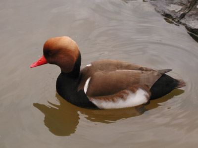 ../images/red_crested_polcher.jpg