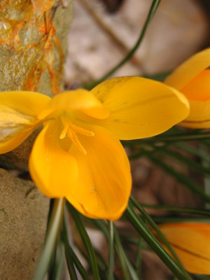 ../images/yellow_crocus.jpg