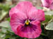 pink_pansy