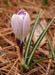 purple_crocus