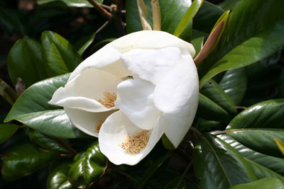 ../images/06_magnolia.jpg