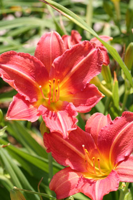 ../images/08_day_lilies.jpg