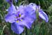 20_blue_iris