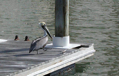 pelican