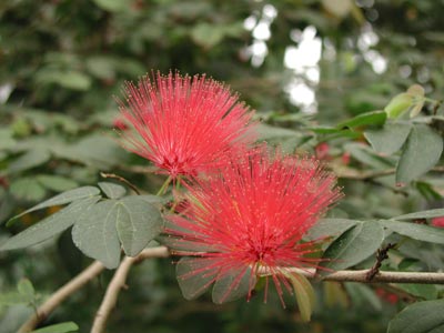 ../images/08_calliandra.jpg