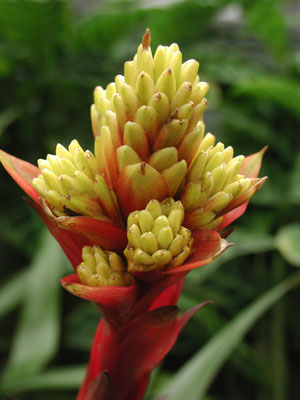 ../images/11_bromeliad.jpg