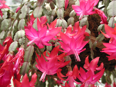 ../images/12_christmas_cactus.jpg