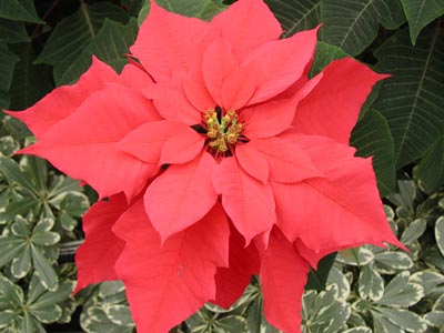 ../images/16_red_poinsettia.jpg