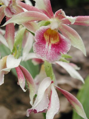 ../images/20_orchids.jpg