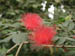 08_calliandra