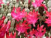 12_christmas_cactus