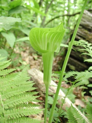 ../images/23_jack-in-the-pulpit.jpg