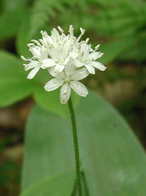 ../images/27_speckled_wood_lily.jpg