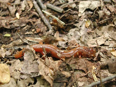 ../images/28_orange_newt.jpg