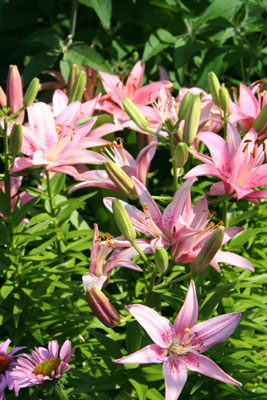 ../images/06_lilies.jpg