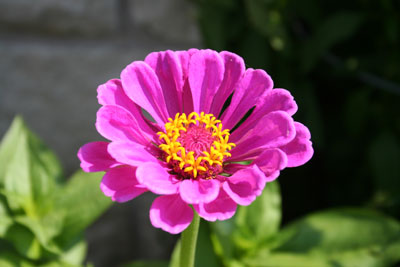 ../images/07_zinnia.jpg