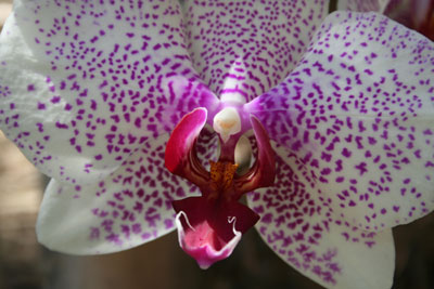 ../images/08_orchid.jpg