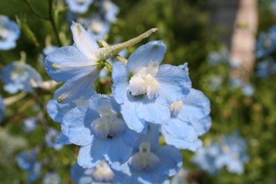 ../images/11_delphinium.jpg