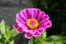 07_zinnia