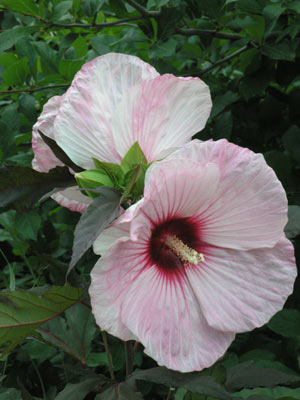 ../images/10_hibiscus.jpg