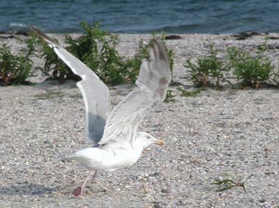 ../images/04_seagull_flight.jpg